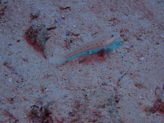 Valenciennea puellaris