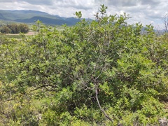 Rhus pachyrrhachis