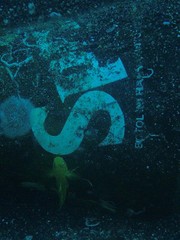 Lubricogobius exiguus