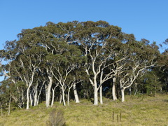 Eucalyptus pauciflora