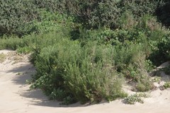 Passerina rigida
