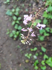 Hylodesmum glutinosum
