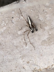 Oxyopes tridens