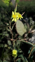 Lactuca serriola