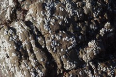 Chthamalus dentatus