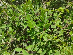 Rhus pachyrrhachis