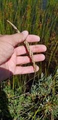 Calamagrostis inexpansa