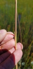 Calamagrostis inexpansa