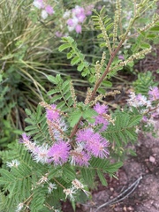 Mimosa dysocarpa