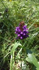 Prunella vulgaris lanceolata