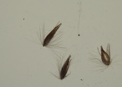 Calamagrostis inexpansa