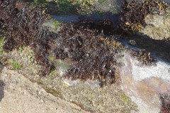Gelidium pristoides