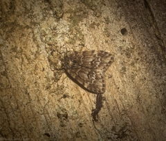 Scaphidriotis xylogramma