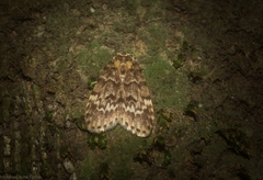 Scaphidriotis xylogramma