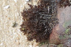 Gelidium pristoides