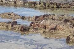 Gelidium pristoides