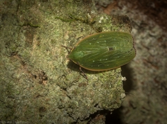 Anabunda murrayfletcheri