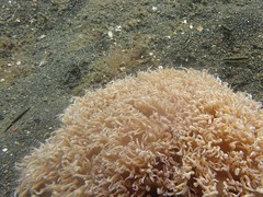 Asterropteryx striata