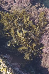 Sargassum incisifolium