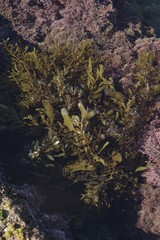 Sargassum incisifolium