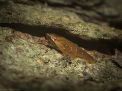 Anabunda murrayfletcheri