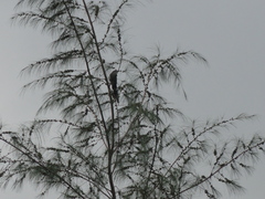 Phaenicophaeus tristis