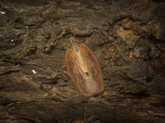 Anabunda murrayfletcheri