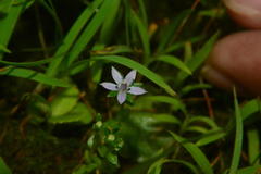 Lomatogonium minus