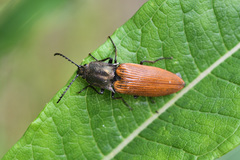 Ctenicera virens