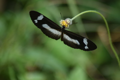 Acraea epaea epaea