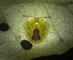 Austropsecadia chlorina