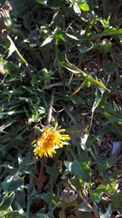 Taraxacum officinale
