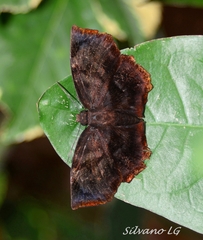 Achlyodes busirus heros