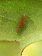 Ectopsocus briggsi