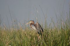 Ardea purpurea