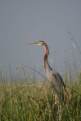 Ardea purpurea