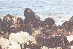 Gelidium pristoides