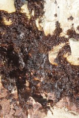 Gelidium pristoides