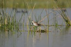 Hydrophasianus chirurgus