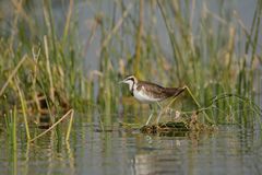 Hydrophasianus chirurgus