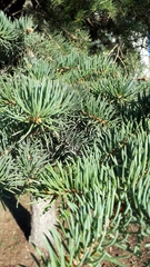 Picea pungens