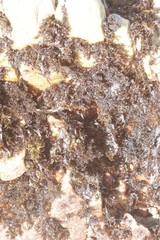 Gelidium pristoides