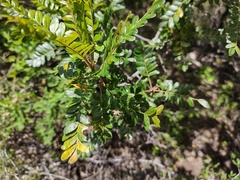 Pistacia mexicana