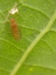 Ectopsocus briggsi