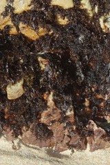 Gelidium pristoides
