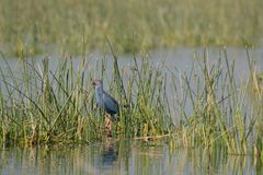 Porphyrio poliocephalus