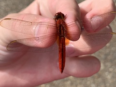Crocothemis
