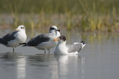 Ichthyaetus ichthyaetus