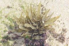 Sargassum incisifolium