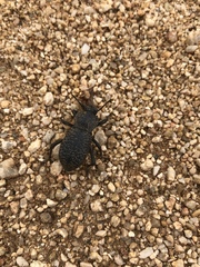 Cryptoglossa variolosa